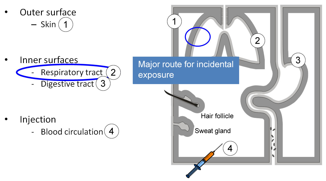 Interaction of particles with the organism: Routes of entry, barriers
