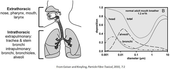 Interaction of particles with the organism: Deposition of inhalted (nano)particles